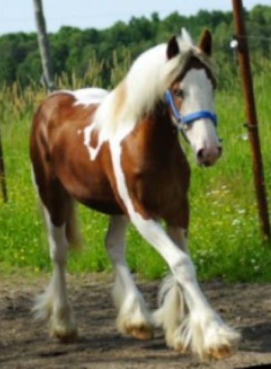 Écurie Pine Valley Clydesdale Gypsy Vanner