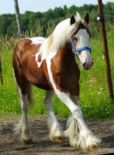 Pine Valley Clydesdale Gypsy Vanner Stable