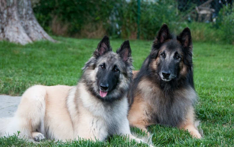 Masque d'Ebene Kennel