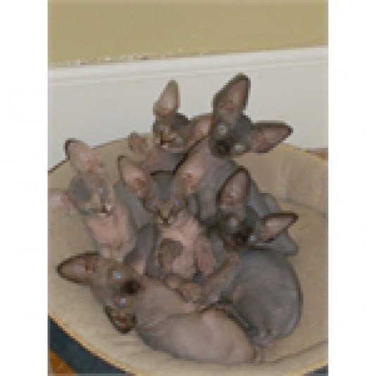 Sphynx Estrie Cattery