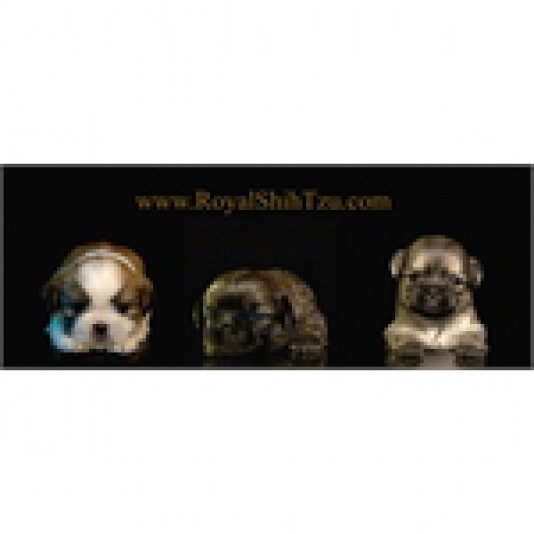 Royal Shih Tzu Breeder