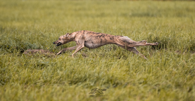 Kinetic Whippets breeder