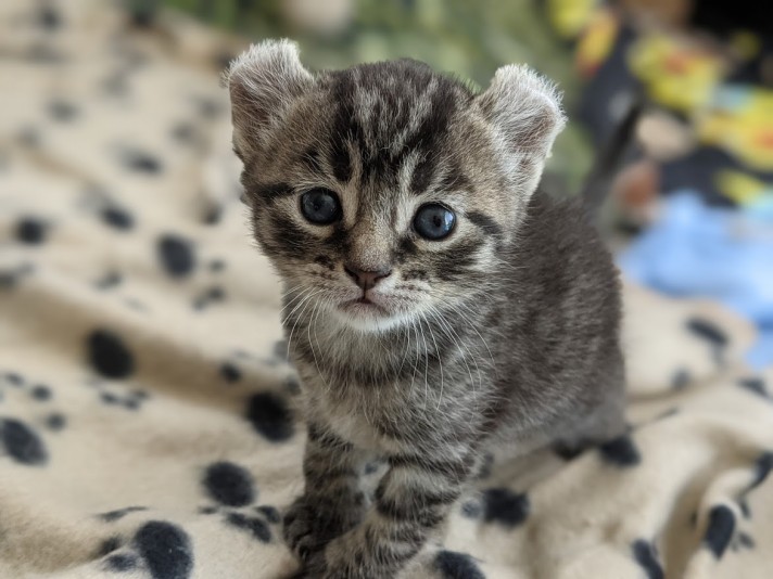 Highland Lynx de la Montagne Cattery