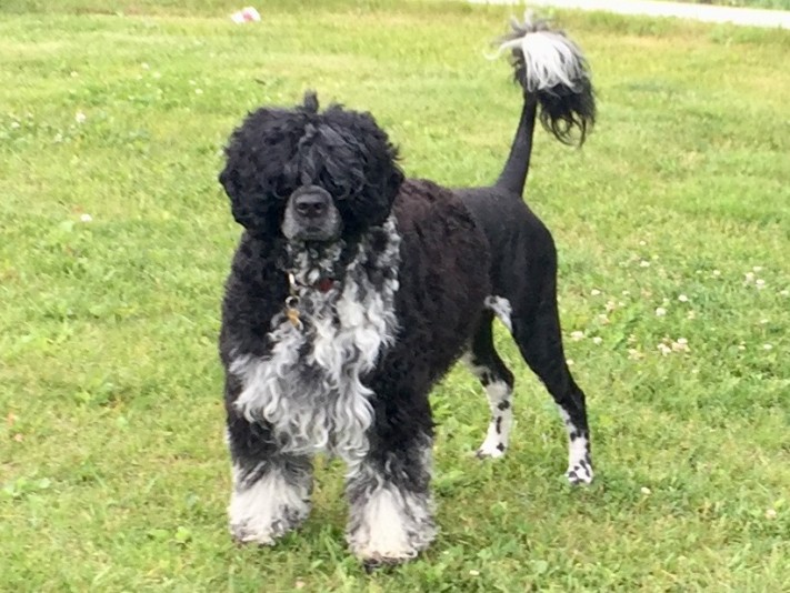 Élevage du Lac Beau Portuguese water dog breeder