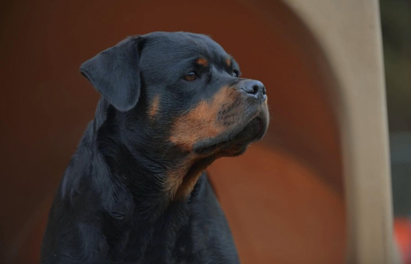 Von Stoisch Rottweilers breeder