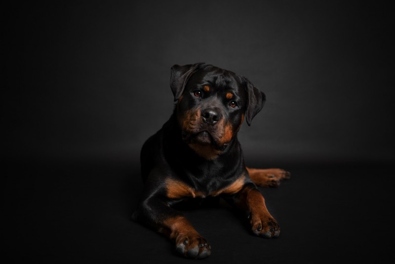 Von Stoisch Rottweilers breeder