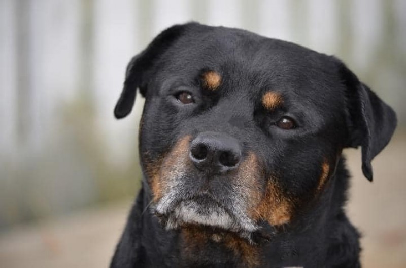 Von Stoisch Rottweilers breeder