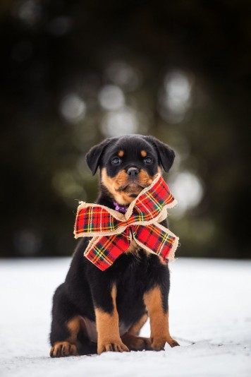 Von Stoisch Rottweilers breeder