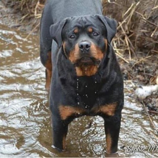 Von Stoisch Rottweilers breeder