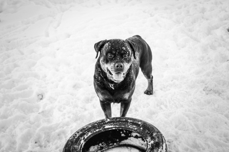 Von Stoisch Rottweilers breeder