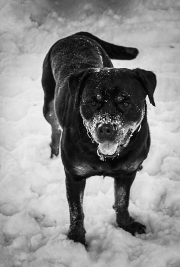 Von Stoisch Rottweilers breeder