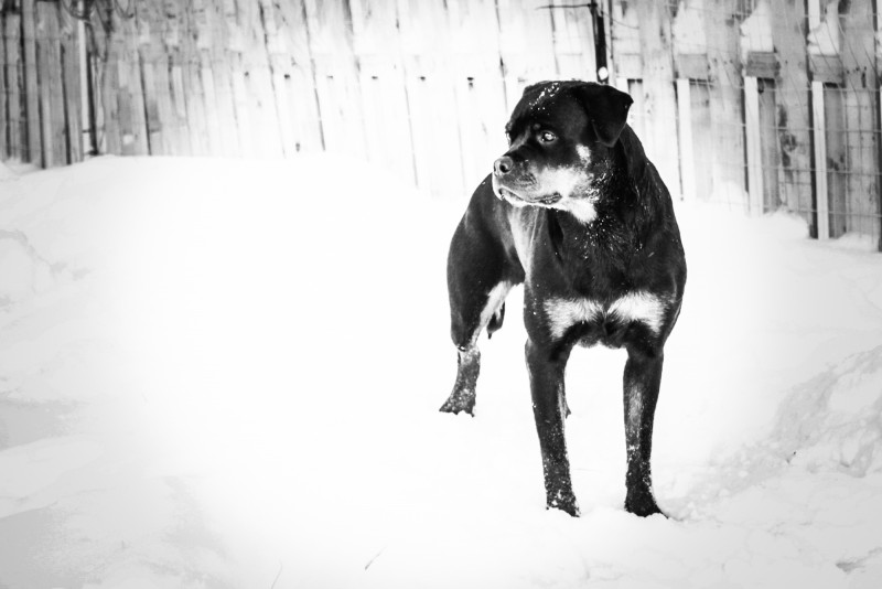 Von Stoisch Rottweilers breeder