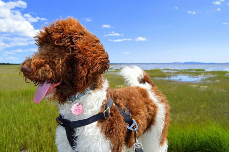 Noble Standard Poodle (Royal) Bicolore Breeder