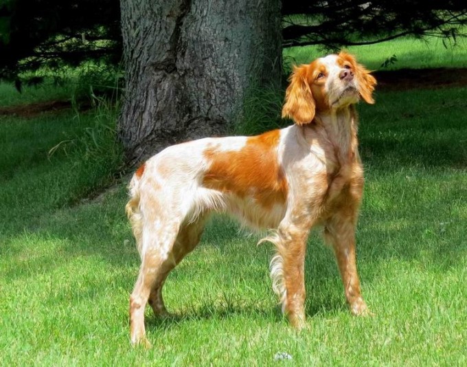 Brittany Spaniel des Sonnaillons Breeder