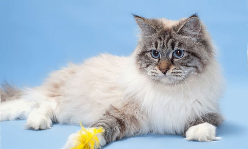 SiberStar Siberian Cattery