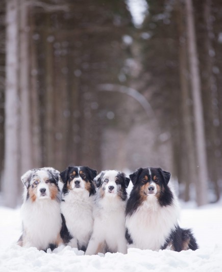 Australian Shepherd Amalgam Breeder