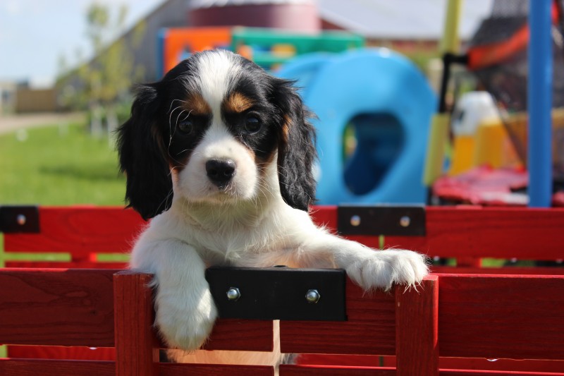 Breeder Cedar Creek Kennels Cavalier King Charles Spaniels