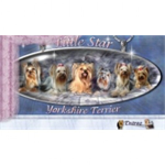 Yorkshire Terrier Little Star Breeder