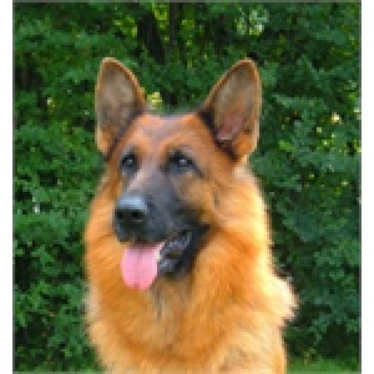 German Shepherd du Bois Blancval Breeder