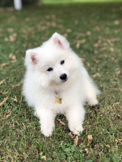 Japenese Spitz Élevage Inukshuk. Breeder