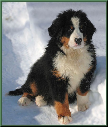 bernese Mountain Dog Obernois Breeder