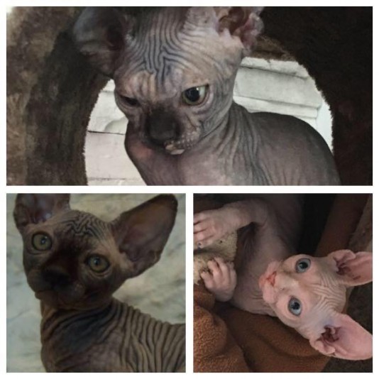 Lady Lovely Sphynx Cattery