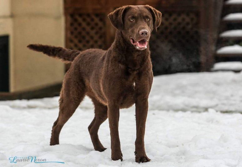 Chesapeake Baywatch (Lamaisonchesapeake) Breeder