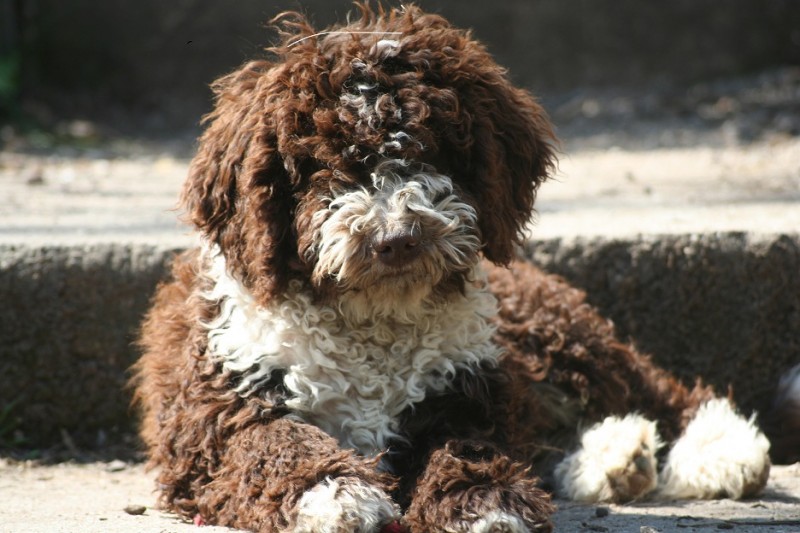 Élevage Jeancy Spanish Water dog Breeder