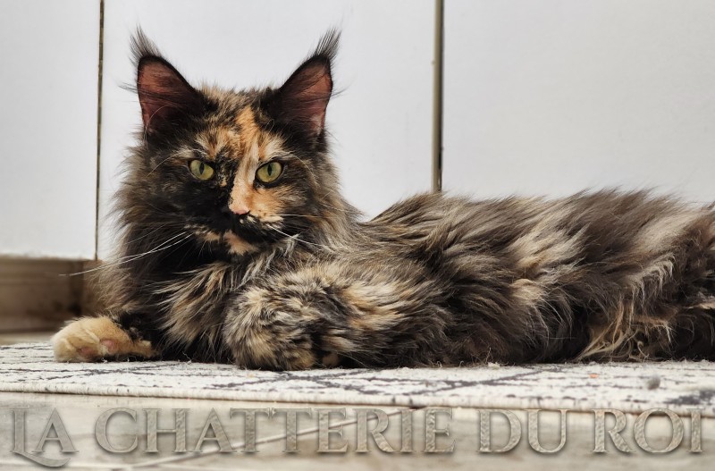 Chatterie du roi