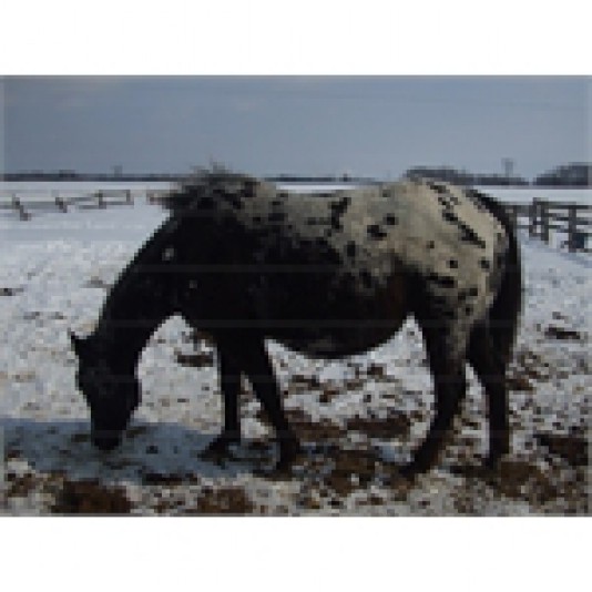 Belappaloosa Appaloosa Stable