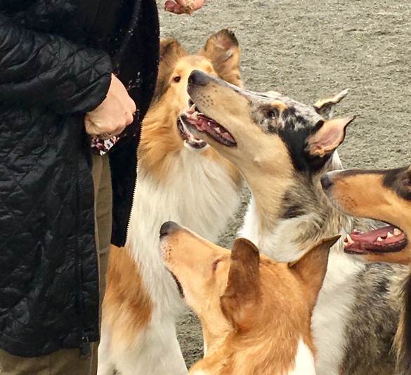 Ethique Rough Collie Breeder