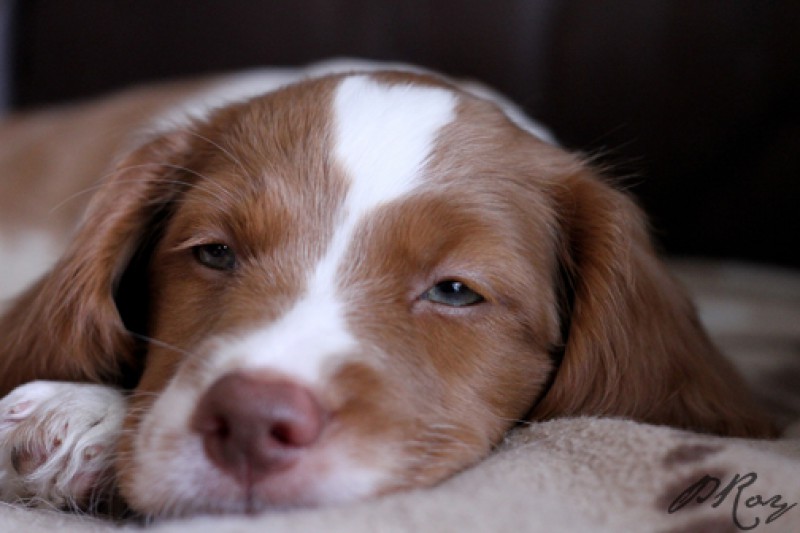 Brittany Spaniel Canipat enr. Breeder