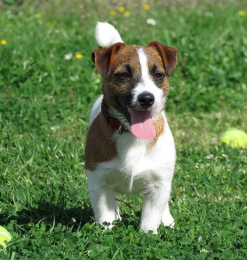 Jack Russell Terriers Valentina Breeder