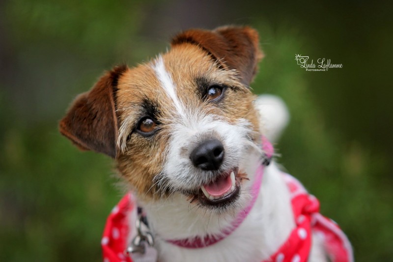 Jack Russell Terriers Valentina Breeder