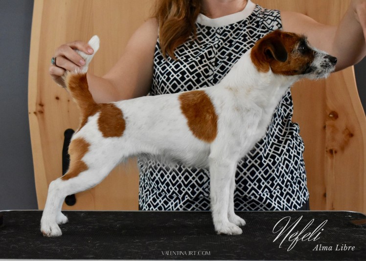 Jack Russell Terriers Valentina Breeder