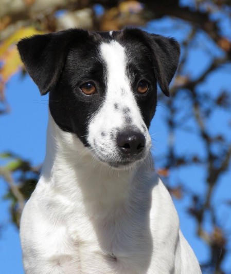 Jack Russell Terriers Valentina Breeder