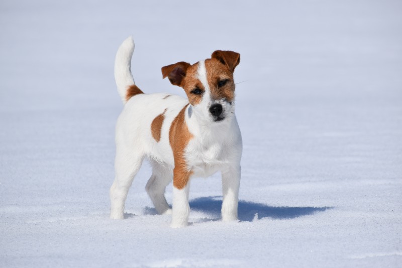 Jack Russell Terriers Valentina Breeder