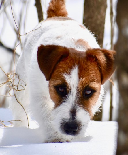 Jack Russell Terriers Valentina Breeder