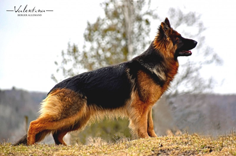 Valentina German Shepherd Breeder