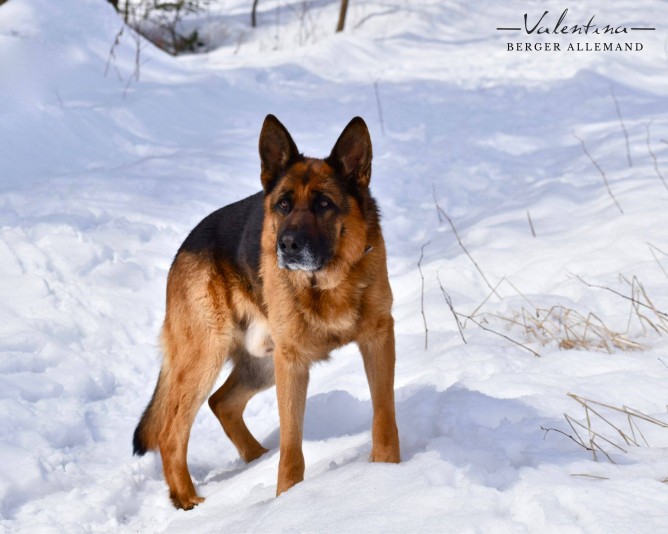 Valentina German Shepherd Breeder