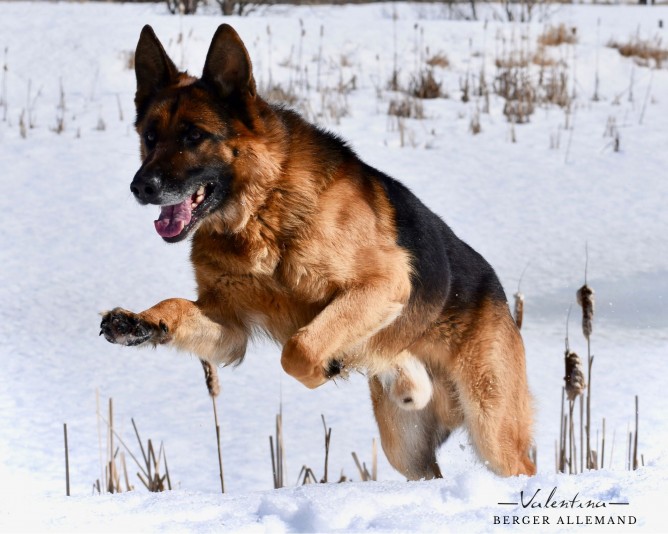 Valentina German Shepherd Breeder