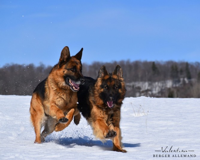 Valentina German Shepherd Breeder