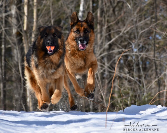 Valentina German Shepherd Breeder