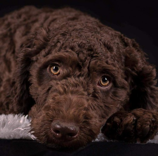 Spanish Water dog Domany Breeder