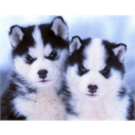 Siberian Husky Al Trinacria Breeder