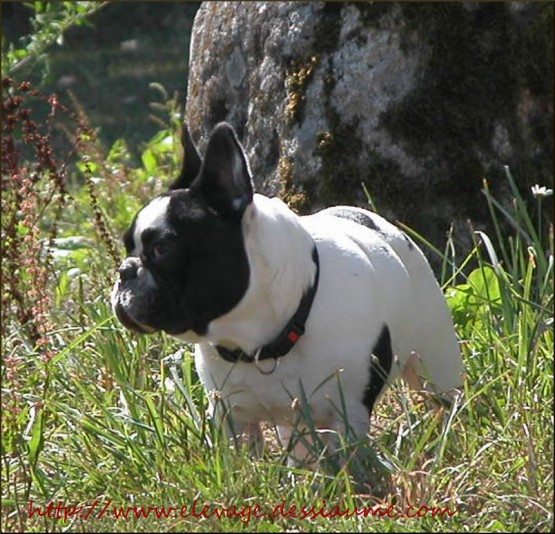 French Bulldog des Bois de Ciaum Breeder