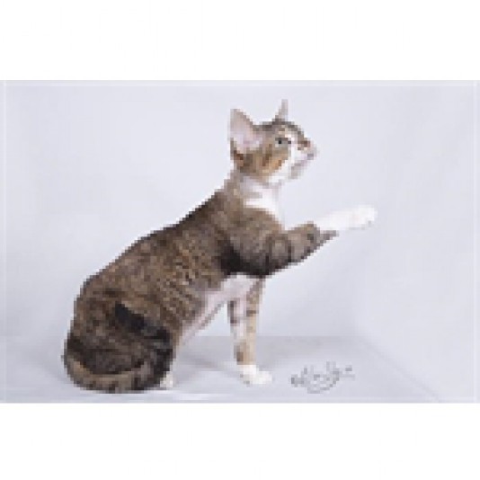 Rexetera Devon Rex Cattery