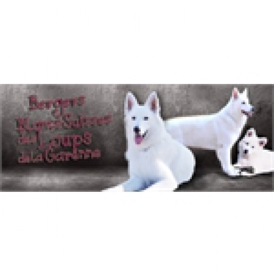 White Swiss Shepherd des Loups de la Garenne Breeder