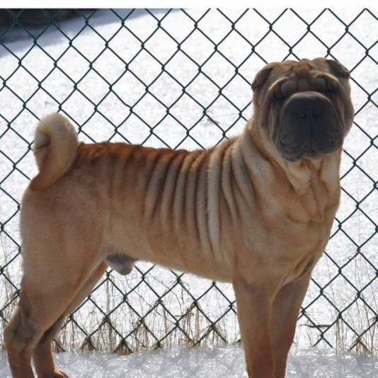 Vigelais, Shar-pei Breeder