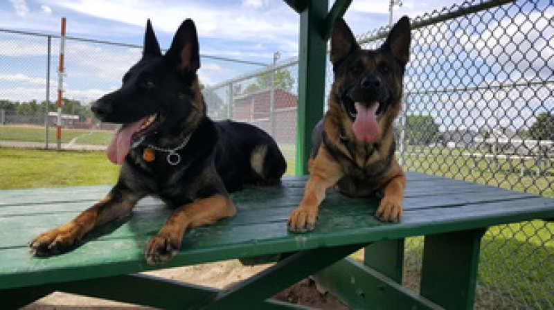 German Shepherd Rive Nord de Montréal Breeder